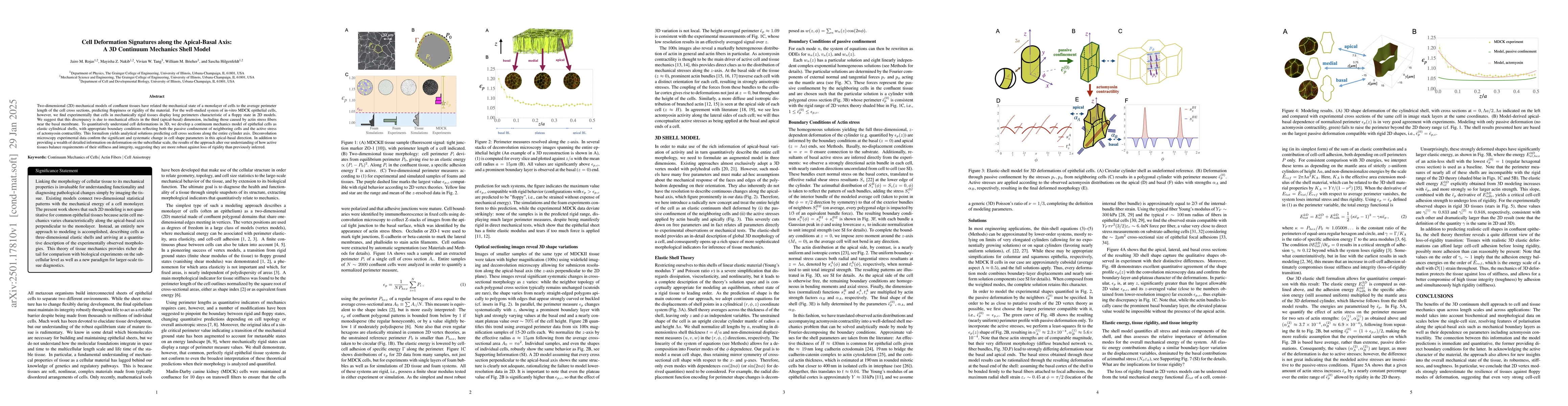 Thumbnail for Cell Deformation Signatures along the Apical-Basal Axis: A 3D Continuum
  Mechanics Shell Model