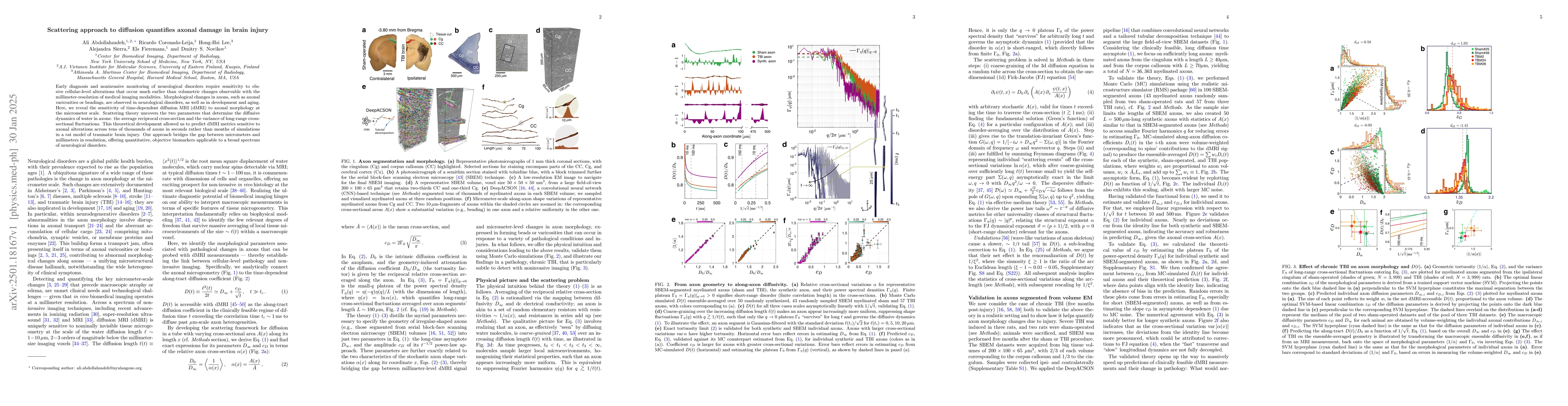 Thumbnail for Scattering approach to diffusion quantifies axonal damage in brain
  injury