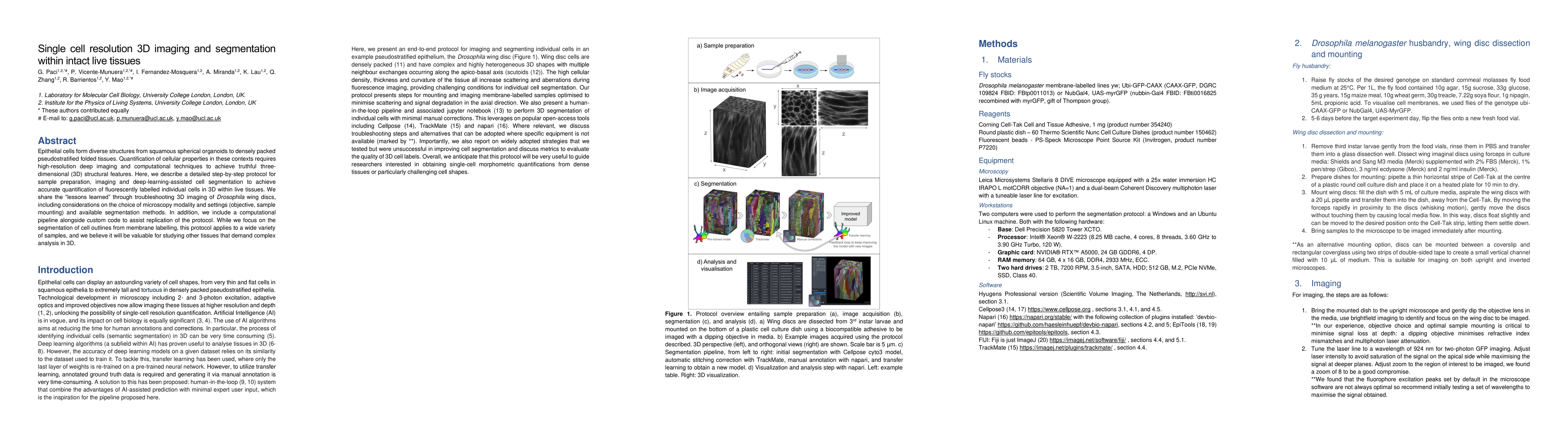 Thumbnail for Single cell resolution 3D imaging and segmentation within intact live
  tissues