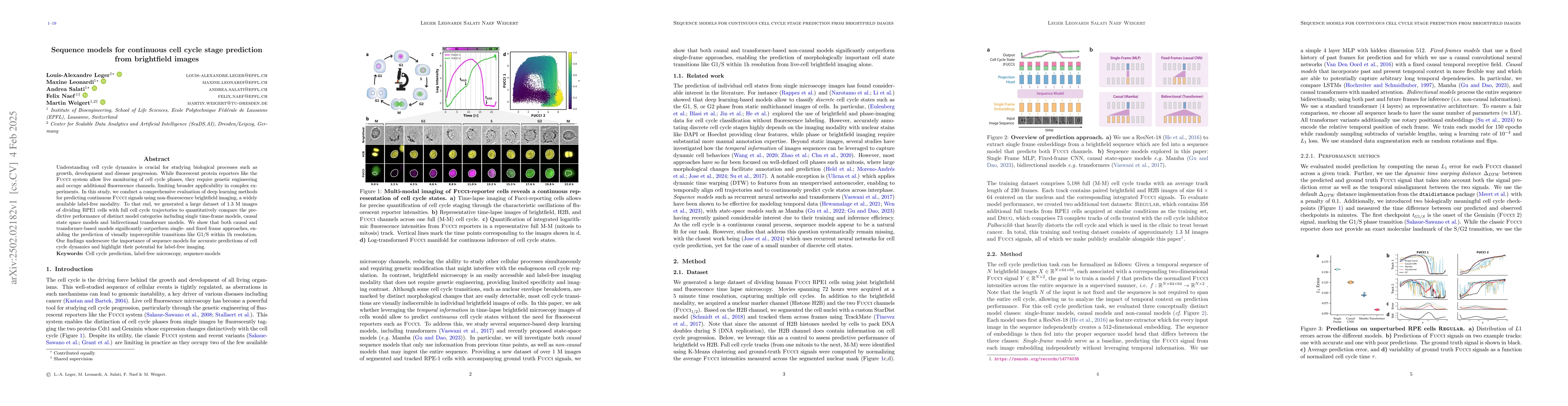 Thumbnail for Sequence models for continuous cell cycle stage prediction from
  brightfield images
