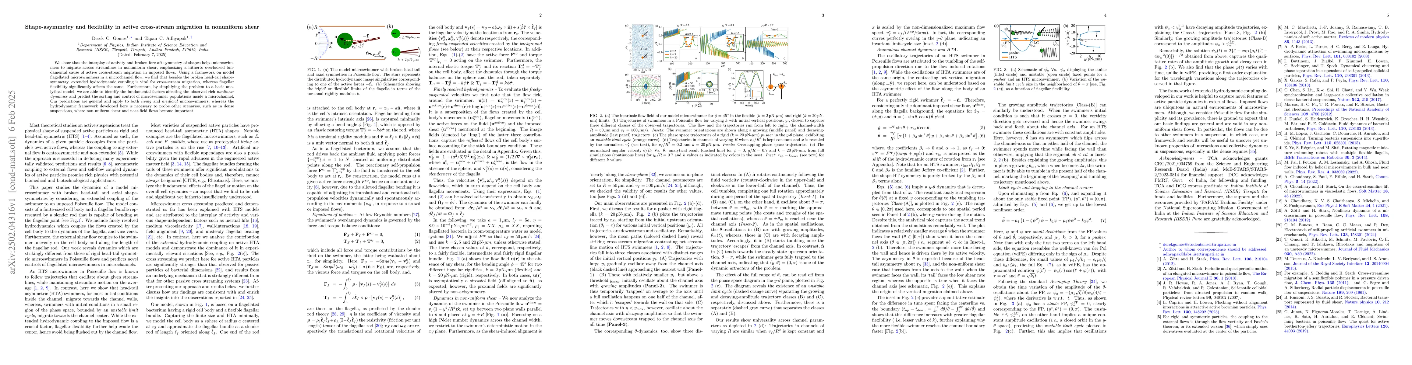 Thumbnail for Shape-asymmetry and flexibility in active cross-stream migration in
  nonuniform shear