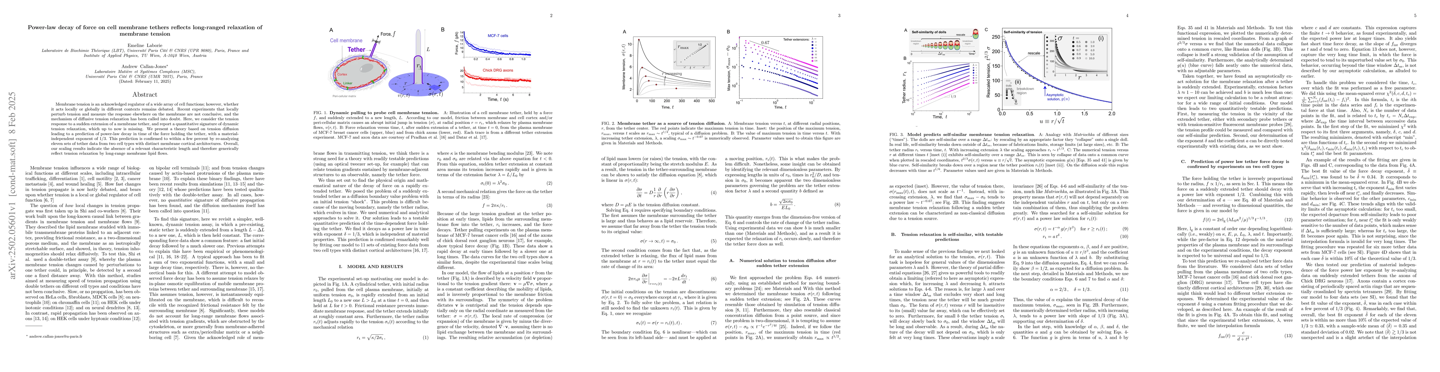 Thumbnail for Power-law decay of force on cell membrane tethers reflects long-ranged
  relaxation of membrane tension