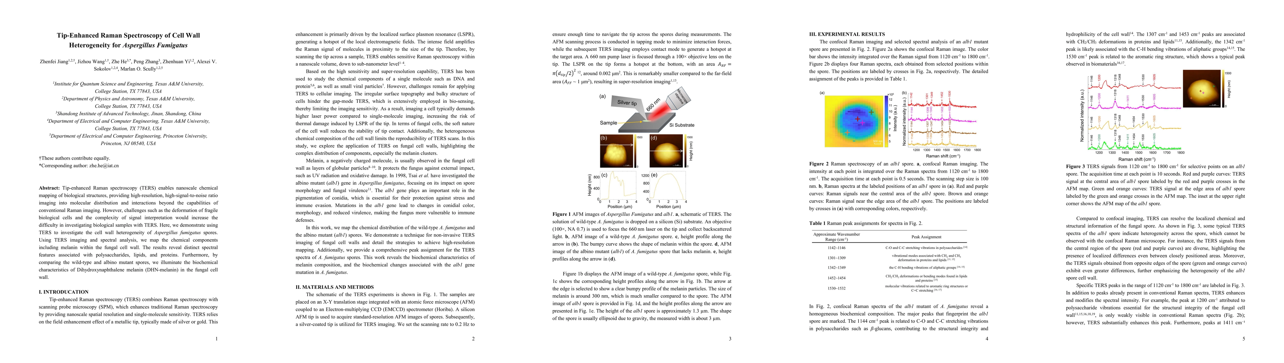 Thumbnail for Tip-Enhanced Raman Spectroscopy of Cell Wall Heterogeneity for
  Aspergillus Fumigatus