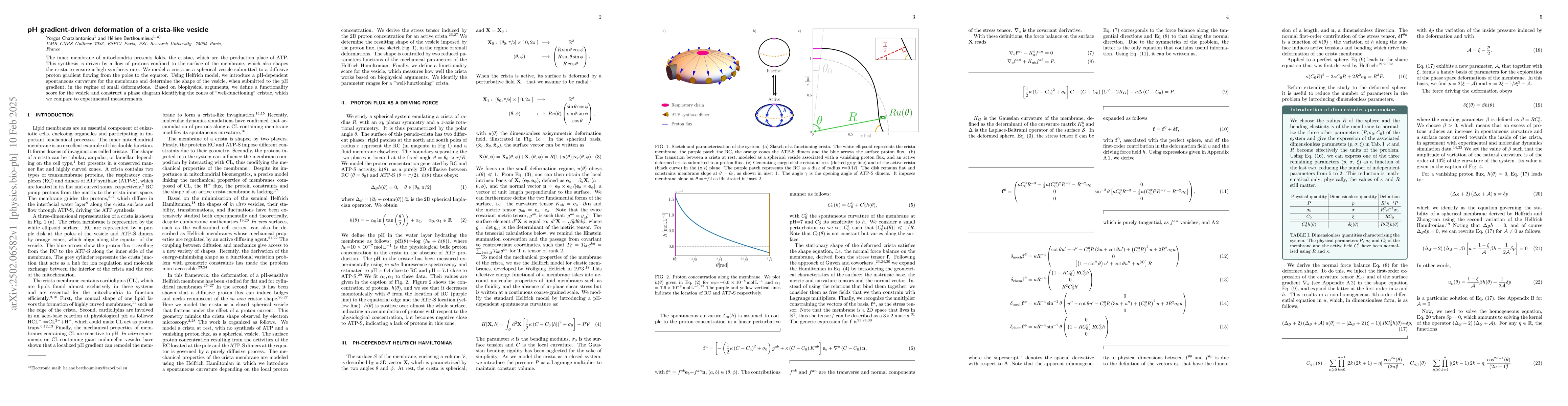 Thumbnail for pH gradient-driven deformation of a crista-like vesicle