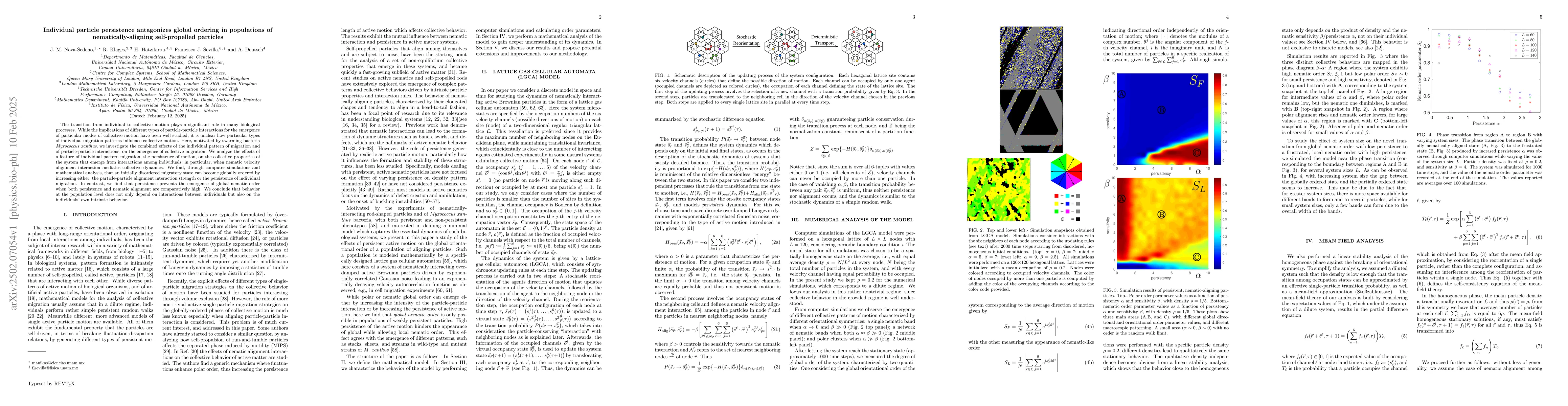 Thumbnail for Individual particle persistence antagonizes global ordering in
  populations of nematically-aligning self-propelled particles