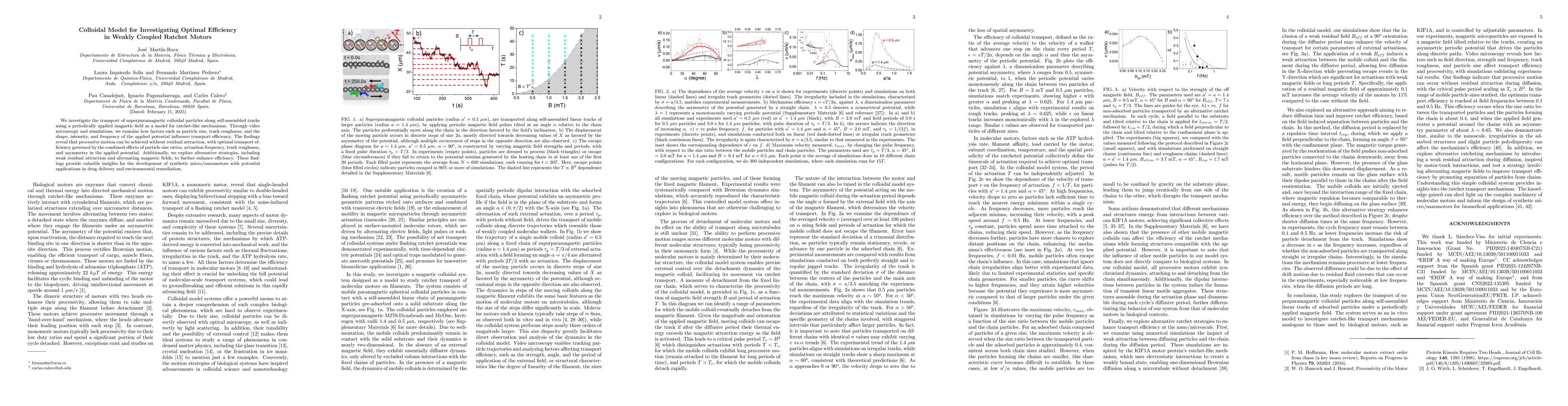 Thumbnail for Colloidal Model for Investigating Optimal Efficiency in Weakly Coupled
  Ratchet Motors