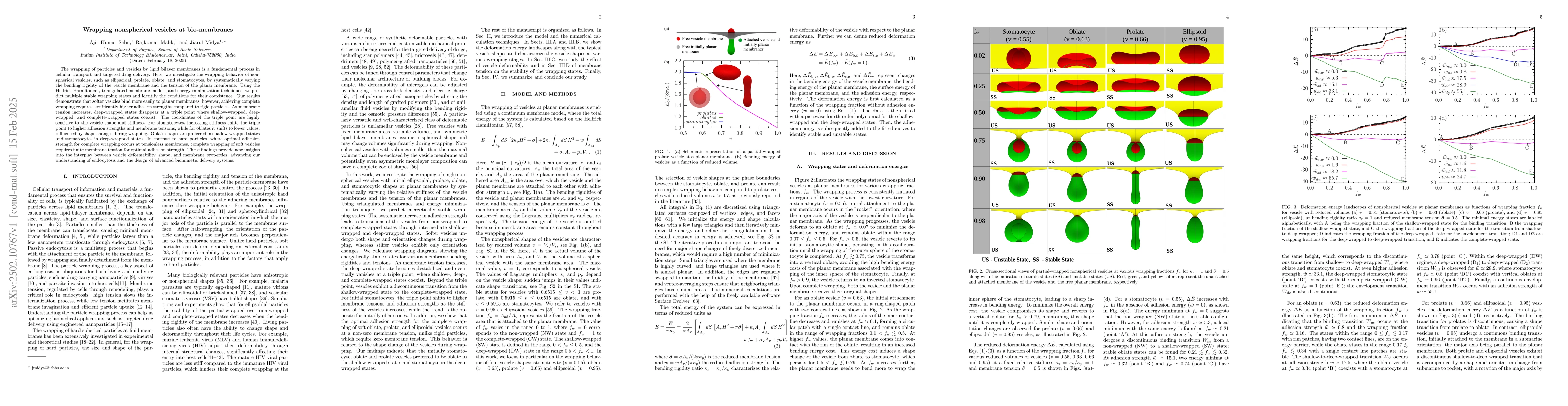 Thumbnail for Wrapping nonspherical vesicles at bio-membranes