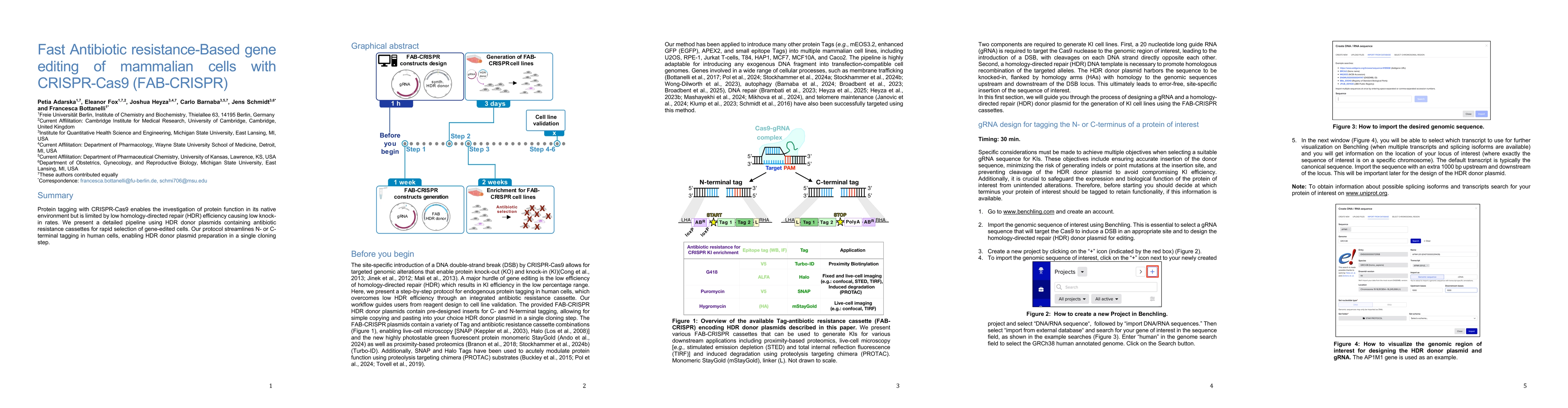 Thumbnail for Fast Antibiotic resistance-Based gene editing of mammalian cells with
  CRISPR-Cas9 (FAB-CRISPR)