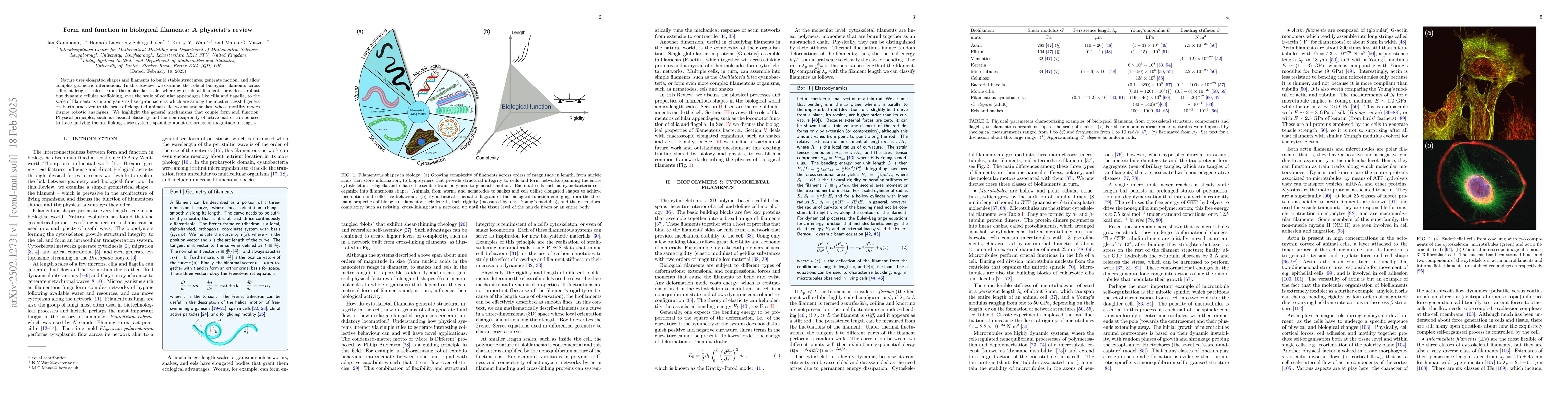 Thumbnail for Form and function in biological filaments: A physicist's review