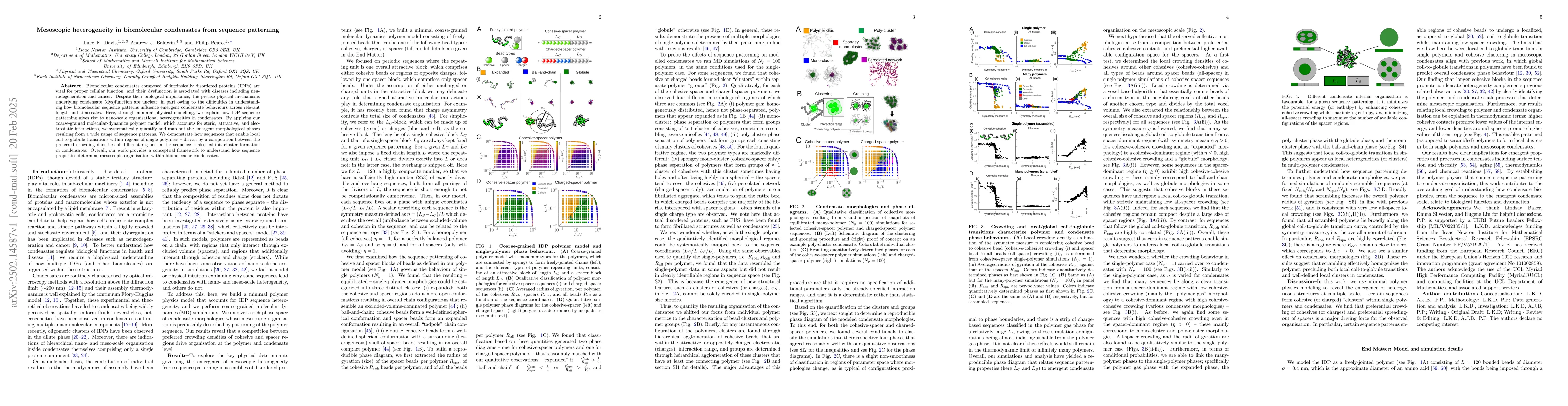 Thumbnail for Mesoscopic heterogeneity in biomolecular condensates from sequence
  patterning