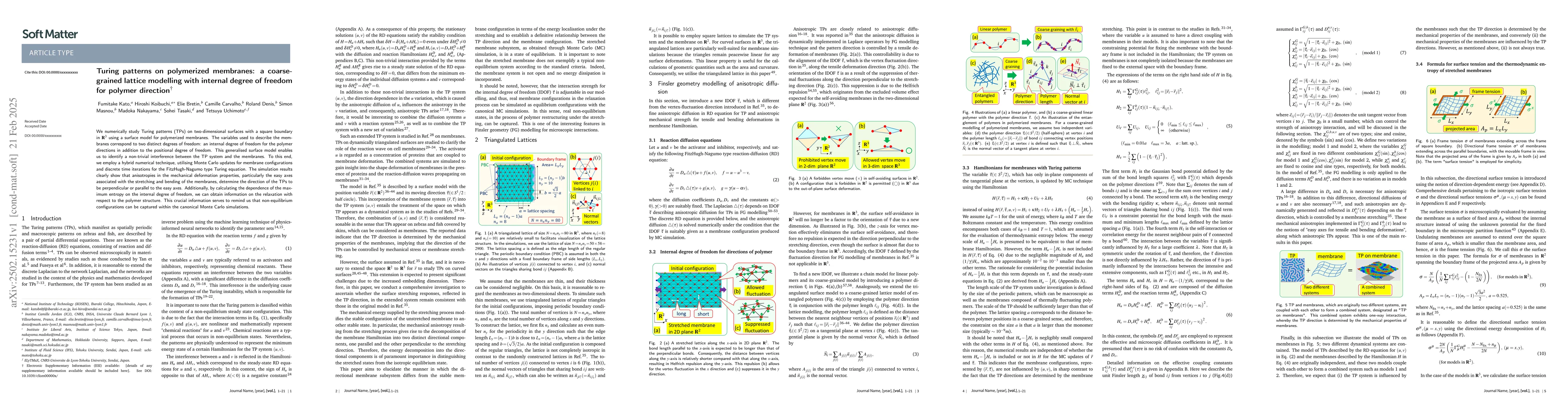 Thumbnail for Turing patterns on polymerized membranes: a coarse-grained lattice
  modelling with internal degree of freedom for polymer direction