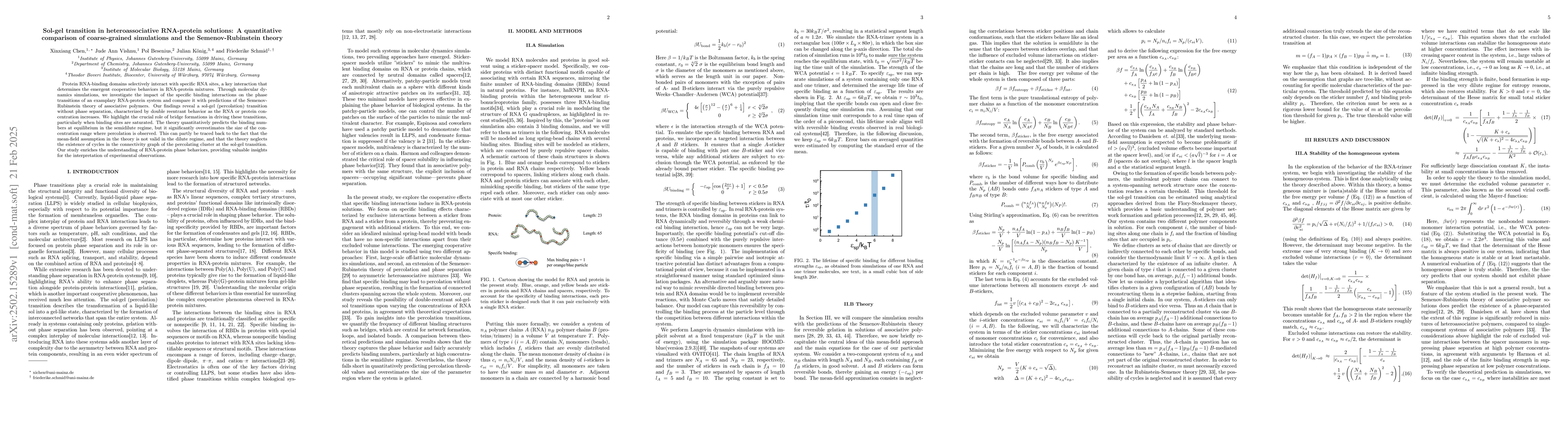 Thumbnail for Sol-gel transition in heteroassociative RNA-protein solutions: A
  quantitative comparison of coarse-grained simulations and the
  Semenov-Rubinstein theory