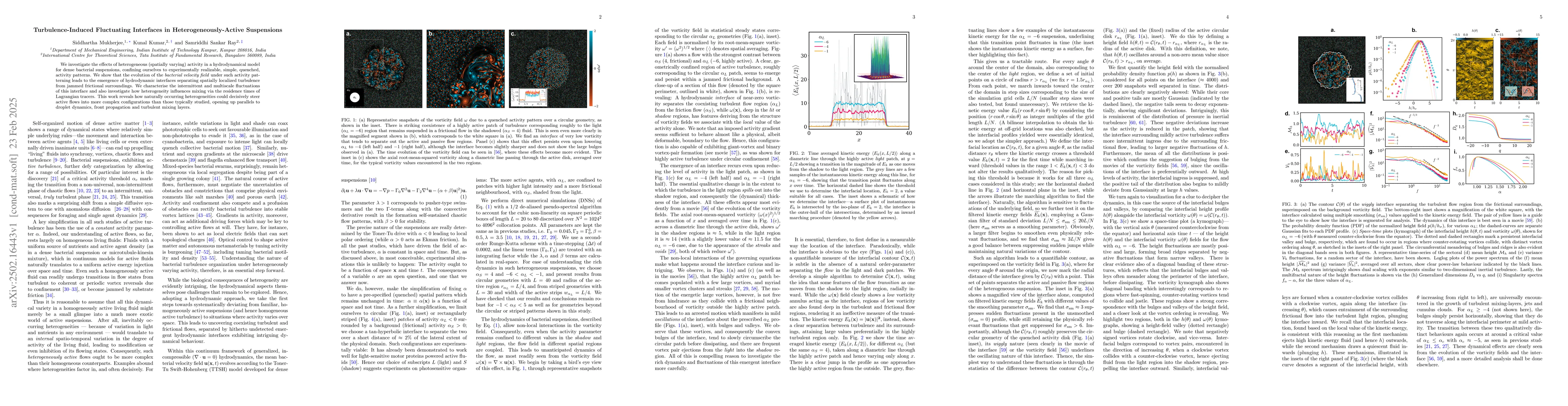 Thumbnail for Turbulence-Induced Fluctuating Interfaces in Heterogeneously-Active
  Suspensions
