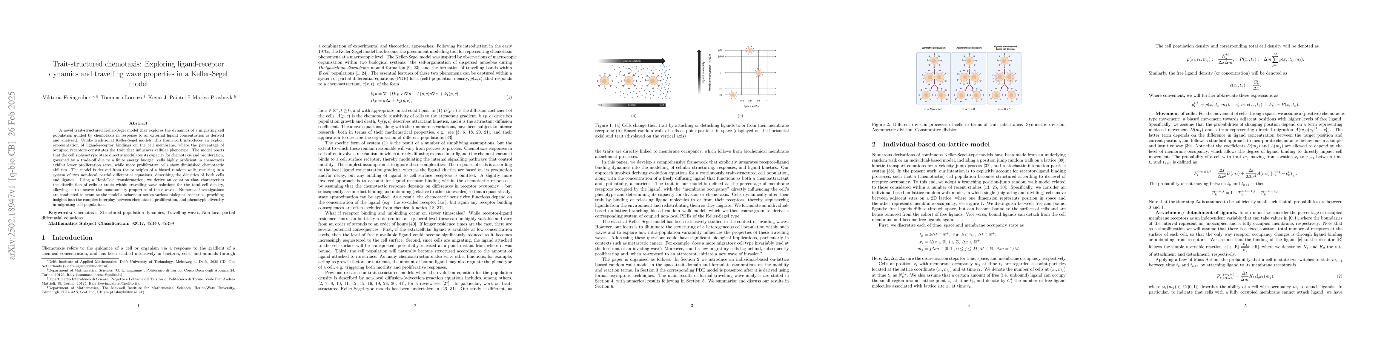 Thumbnail for Trait-structured chemotaxis: Exploring ligand-receptor dynamics and
  travelling wave properties in a Keller-Segel model