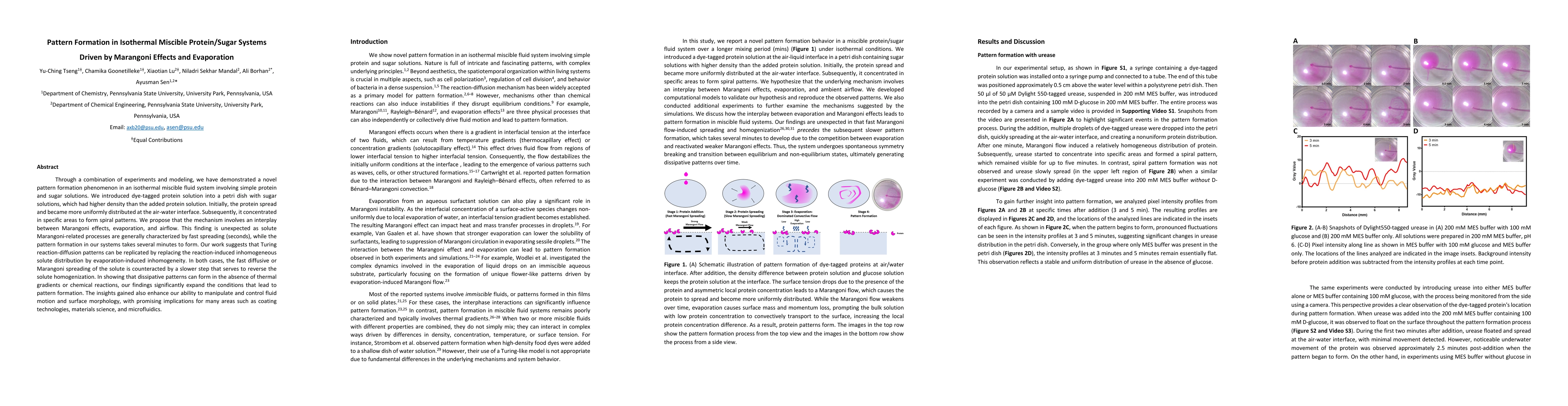 Thumbnail for Pattern Formation in Isothermal Miscible Protein/Sugar Systems Driven by
  Marangoni Effects and Evaporation