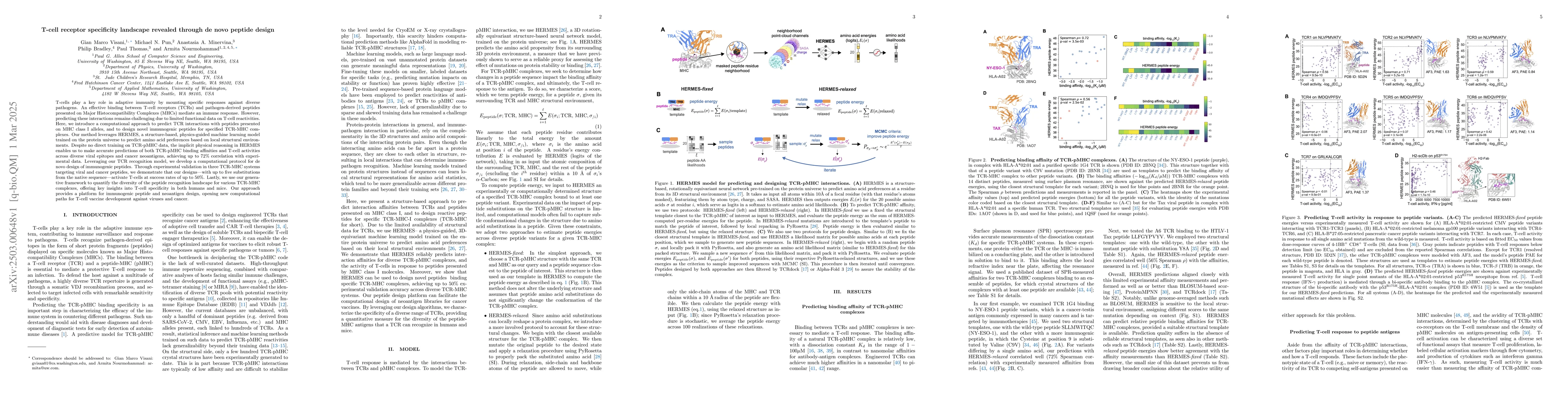Thumbnail for T-cell receptor specificity landscape revealed through de novo peptide
  design