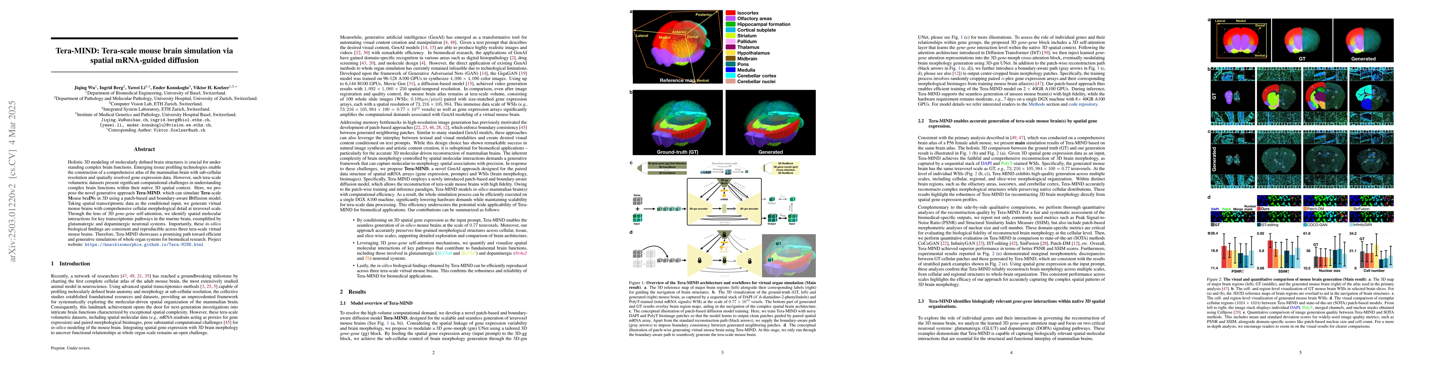 Thumbnail for Tera-MIND: Tera-scale mouse brain simulation via spatial mRNA-guided
  diffusion