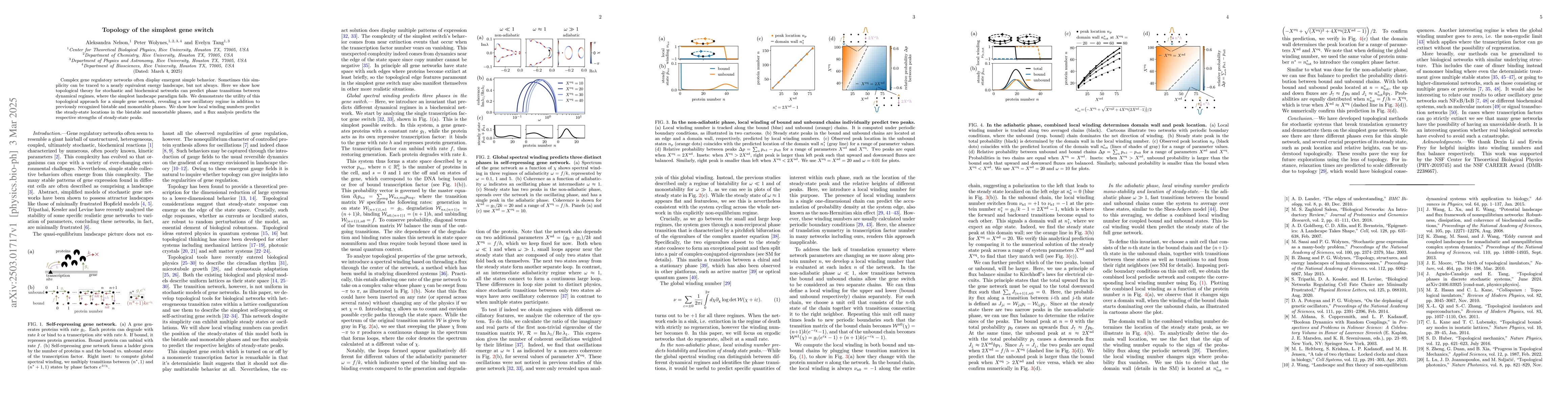 Thumbnail for Topology of the simplest gene switch