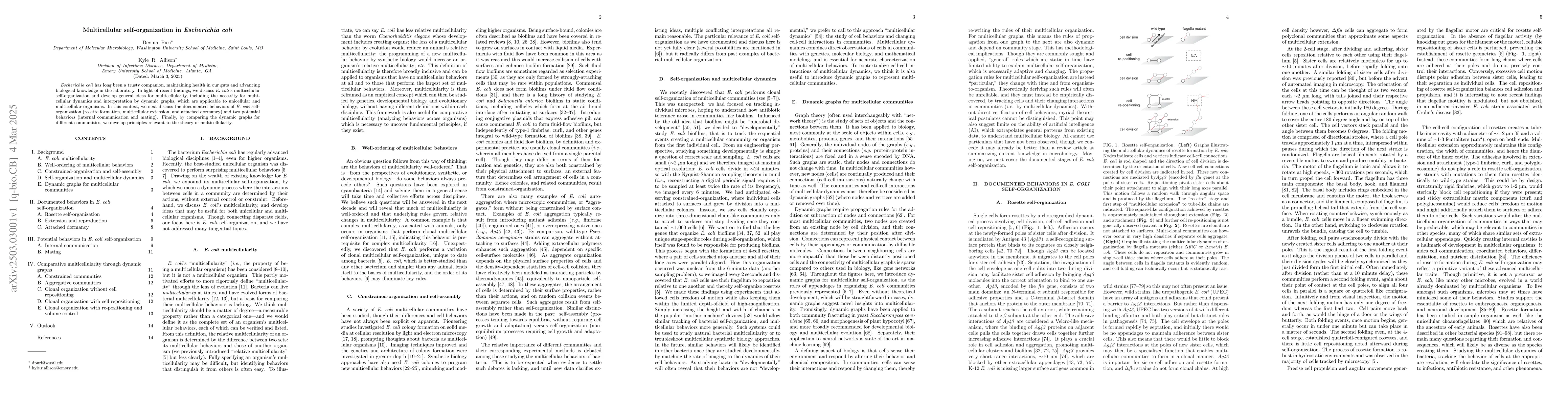 Thumbnail for Multicellular self-organization in Escherichia coli