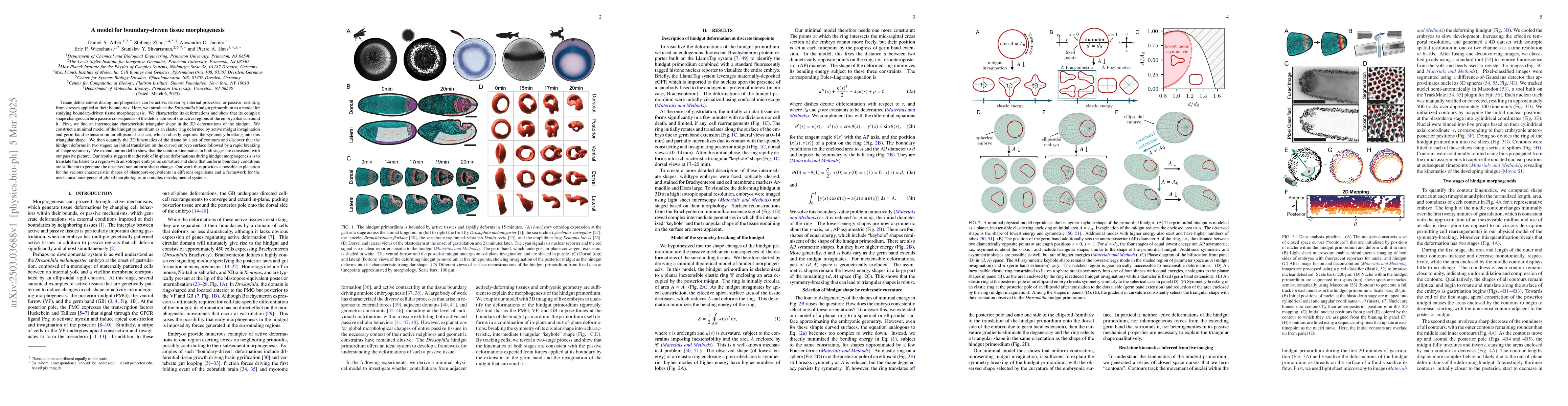 Thumbnail for A model for boundary-driven tissue morphogenesis