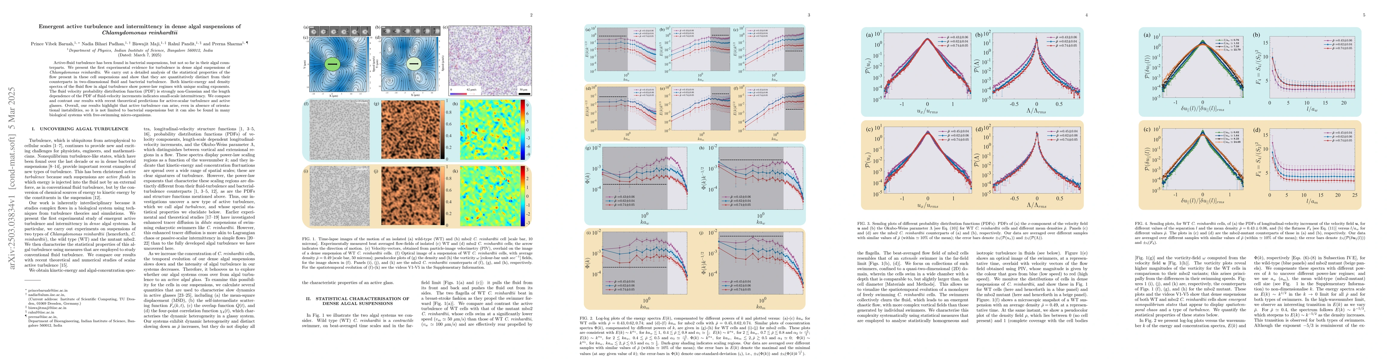 Thumbnail for Emergent active turbulence and intermittency in dense algal suspensions
  of Chlamydomonas reinhardtii