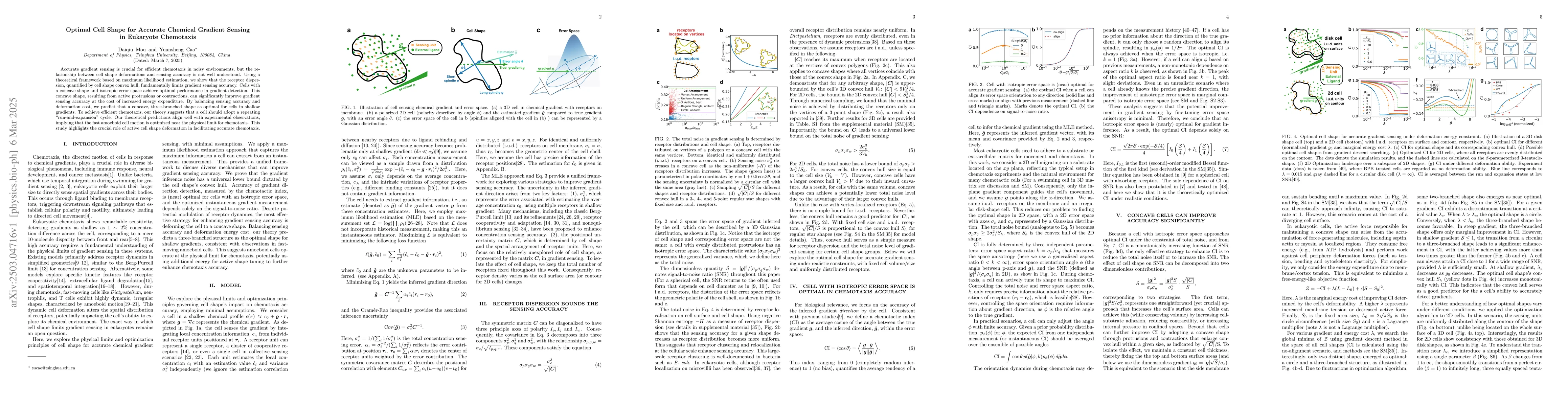 Thumbnail for Optimal Cell Shape for Accurate Chemical Gradient Sensing in Eukaryote
  Chemotaxis