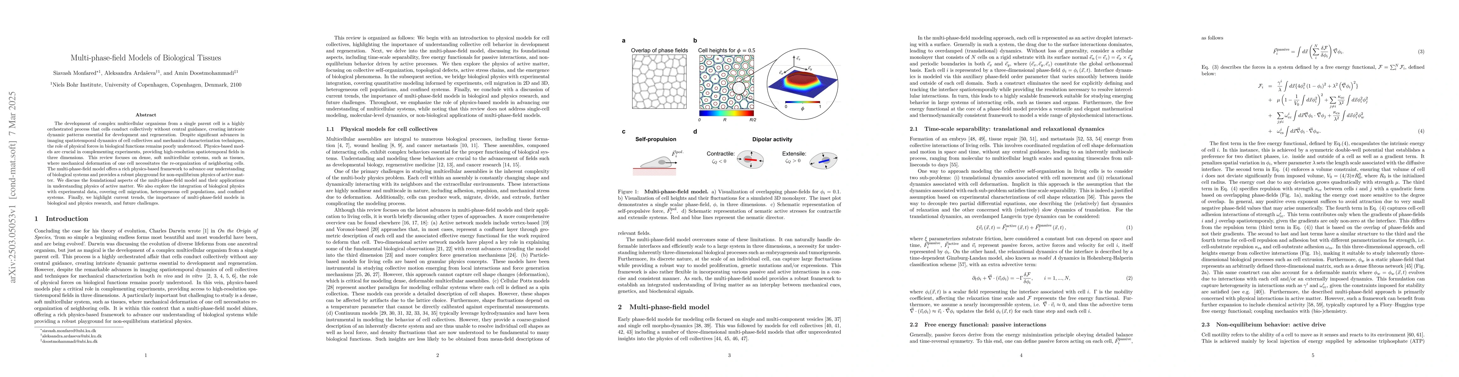 Thumbnail for Multi-phase-field Models of Biological Tissues