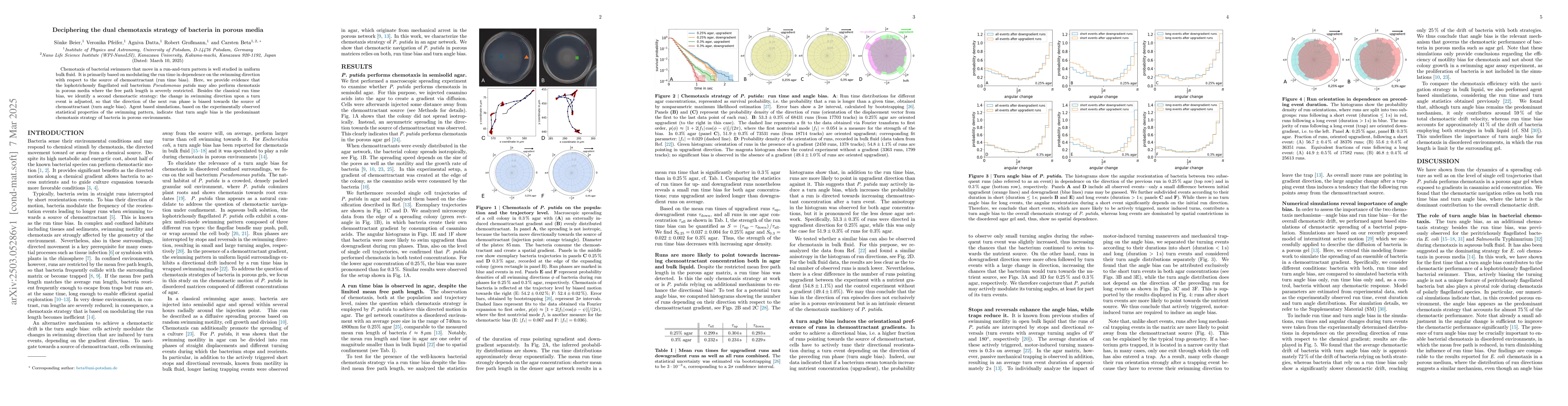 Thumbnail for Deciphering the dual chemotaxis strategy of bacteria in porous media