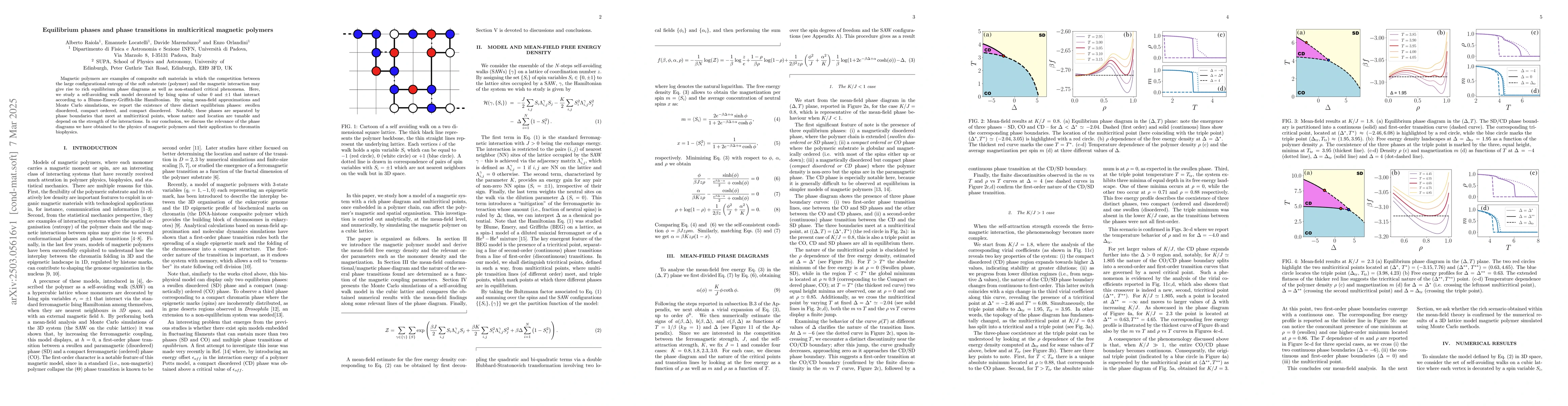 Thumbnail for Equilibrium phases and phase transitions in multicritical magnetic
  polymers