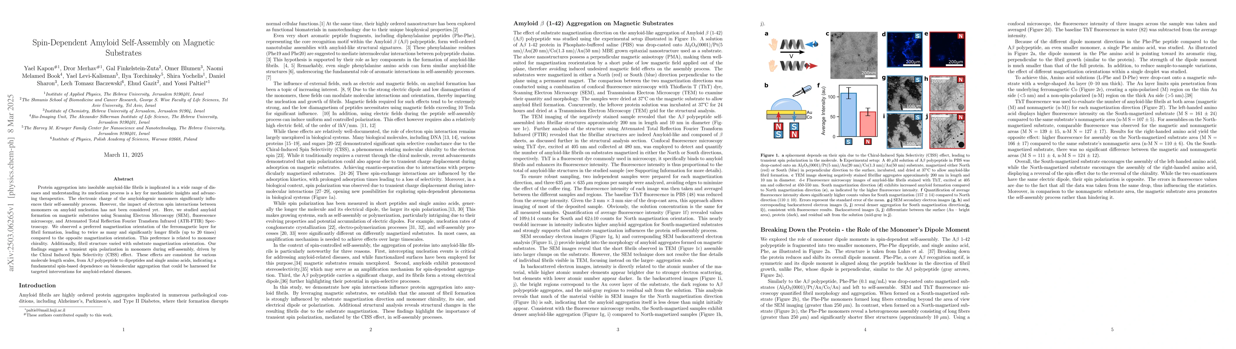 Thumbnail for Spin-Dependent Amyloid Self-Assembly on Magnetic Substrates