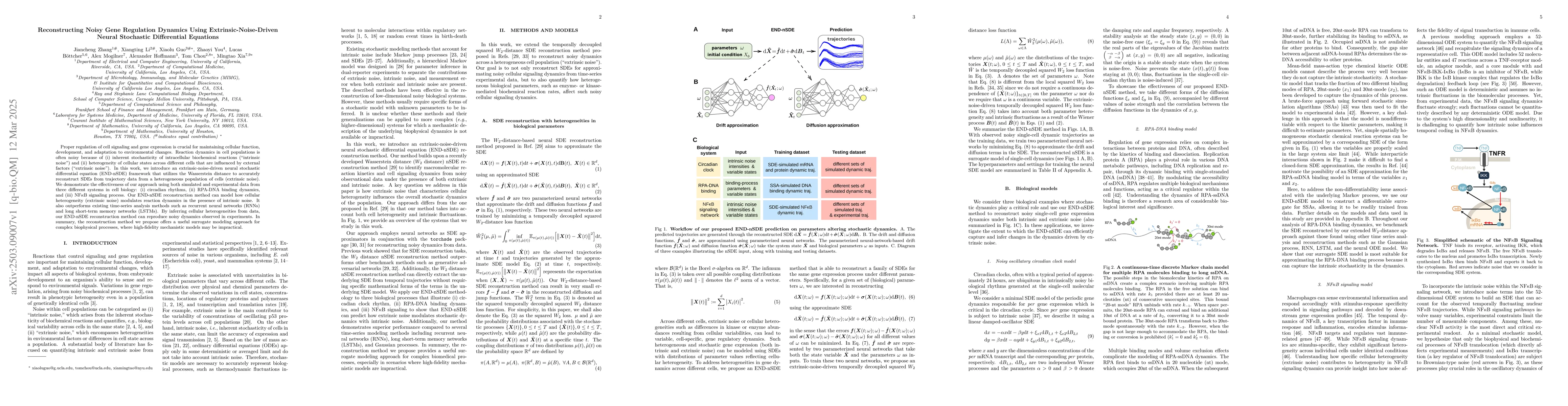 Thumbnail for Reconstructing Noisy Gene Regulation Dynamics Using
  Extrinsic-Noise-Driven Neural Stochastic Differential Equations
