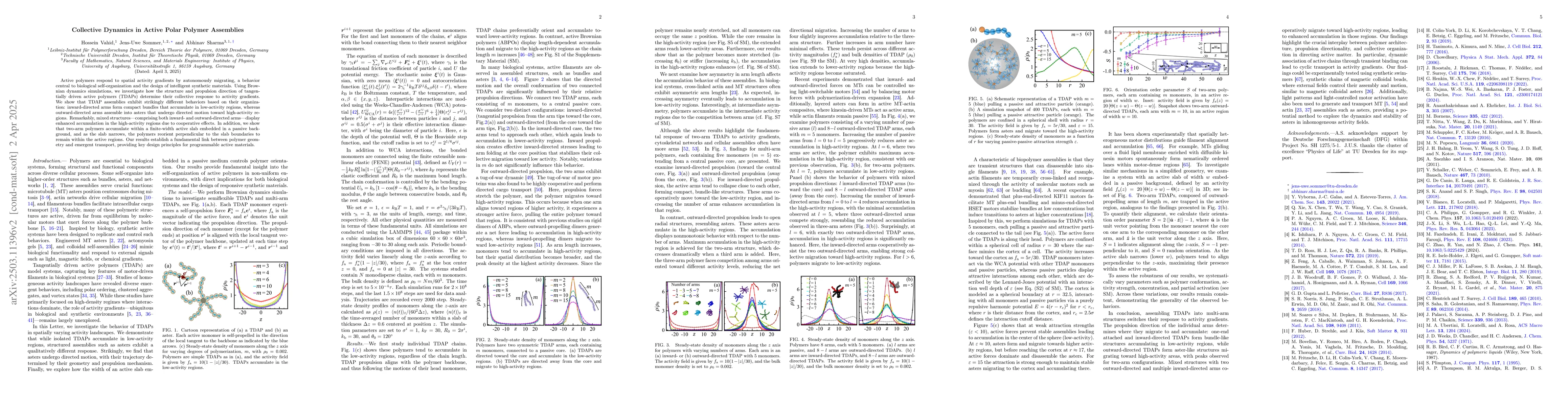 Thumbnail for Collective Dynamics in Active Polar Polymer Assemblies