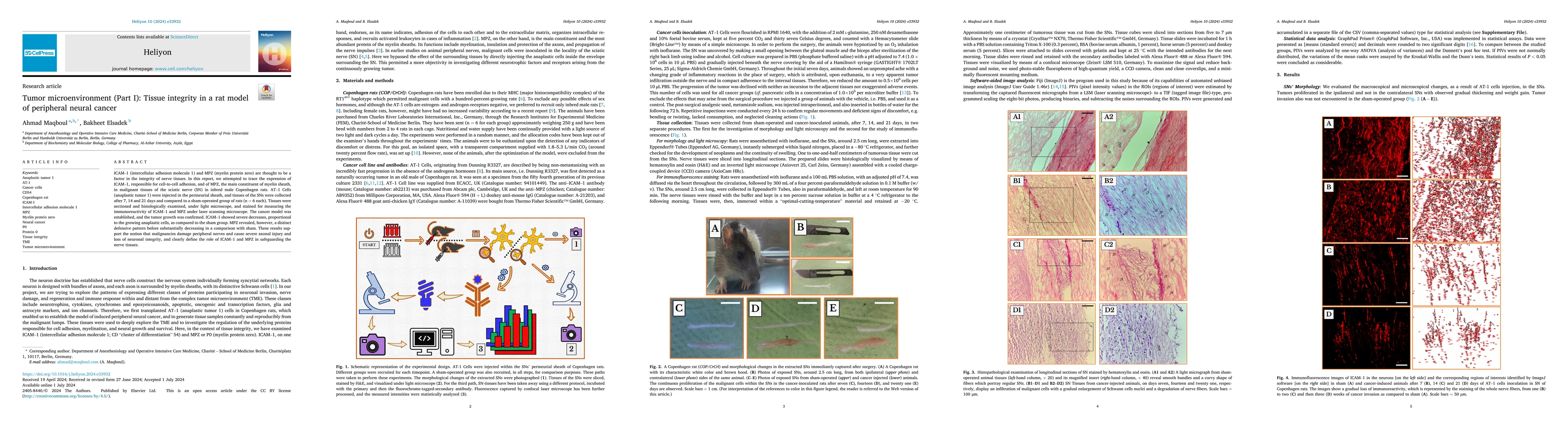 Thumbnail for Tumor microenvironment (Part I): Tissue integrity in a rat model of
  peripheral neural cancer