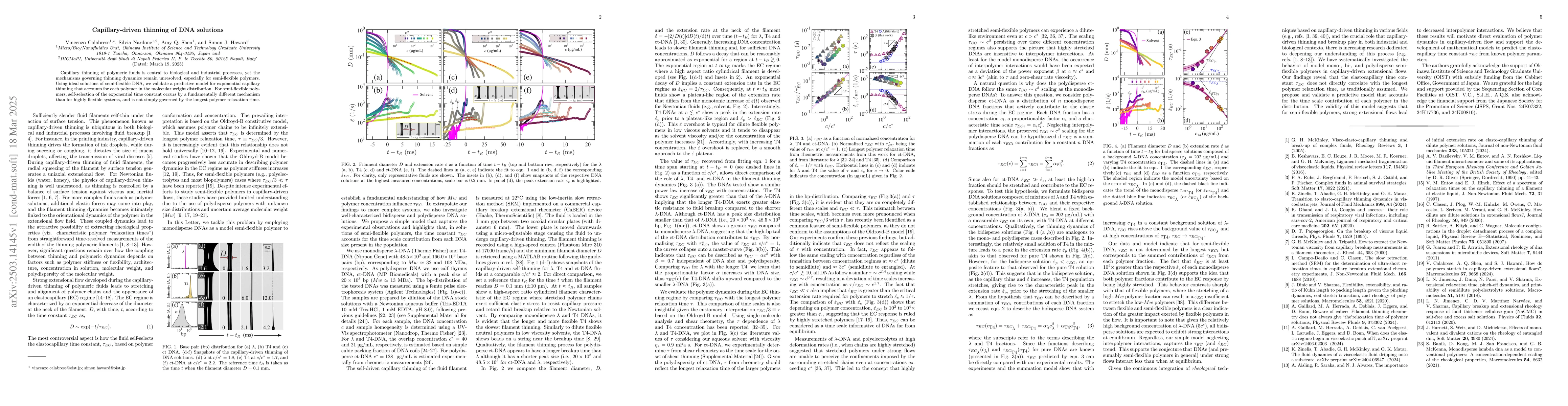 Thumbnail for Capillary-driven thinning of DNA solutions