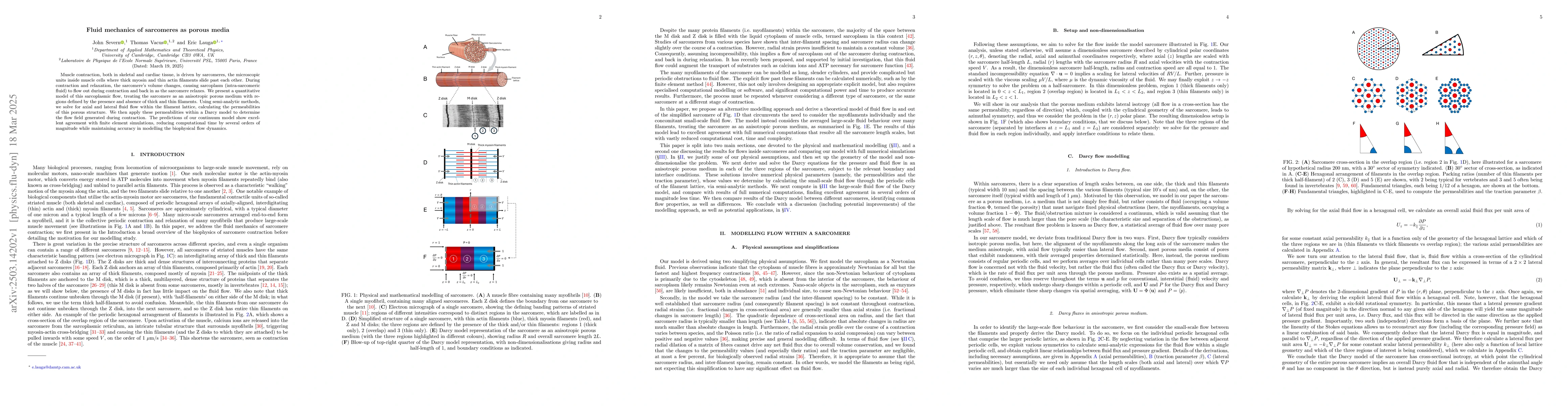 Thumbnail for Fluid mechanics of sarcomeres as porous media