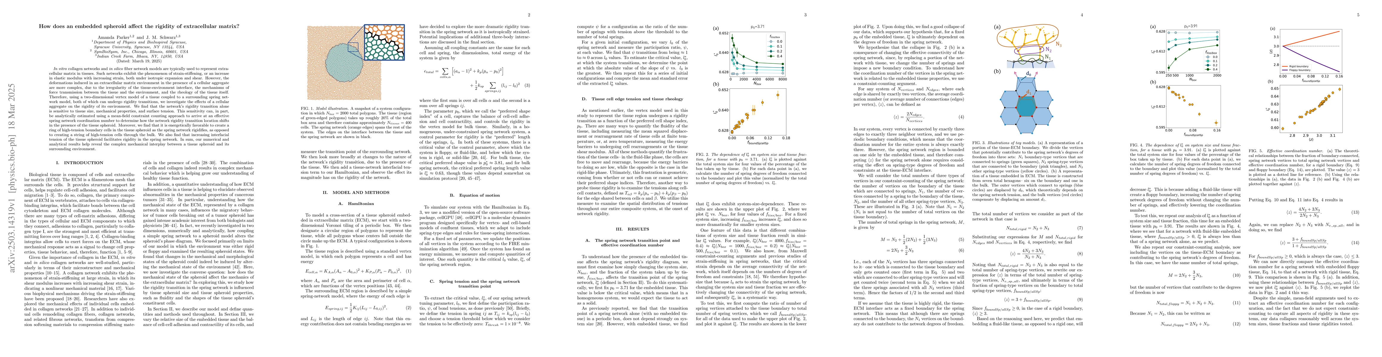 Thumbnail for How does an embedded spheroid affect the rigidity of extracellular
  matrix?