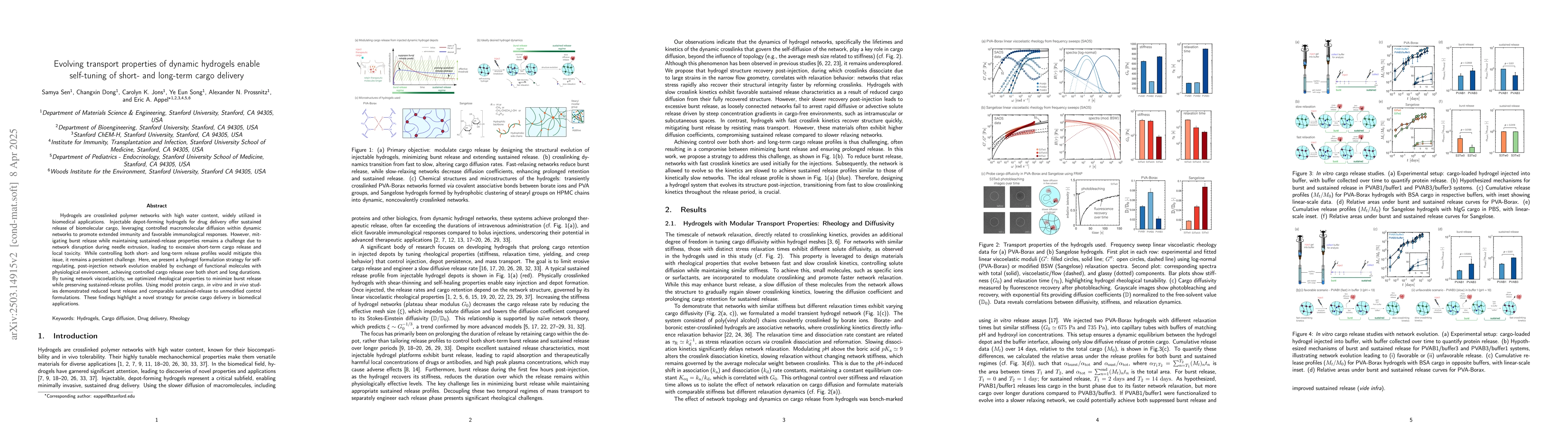 Thumbnail for Evolving transport properties of dynamic hydrogels enable self-tuning of
  short- and long-term cargo delivery