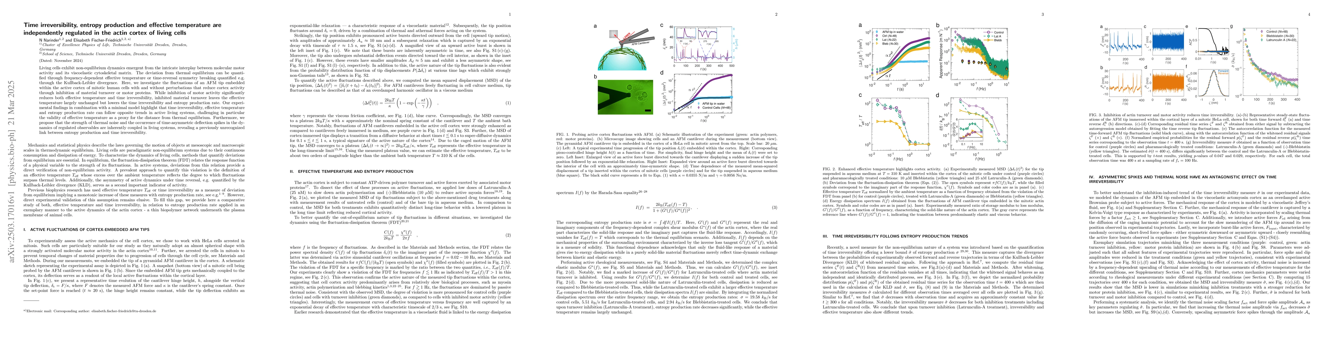 Thumbnail for Time irreversibility, entropy production and effective temperature are
  independently regulated in the actin cortex of living cells