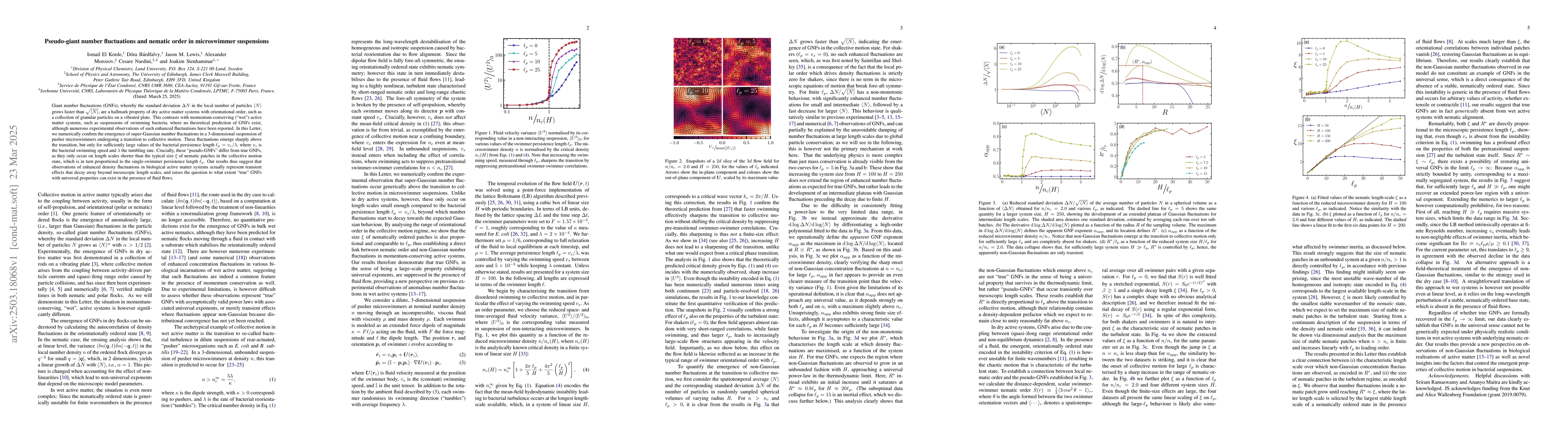 Thumbnail for Pseudo-giant number fluctuations and nematic order in microswimmer
  suspensions