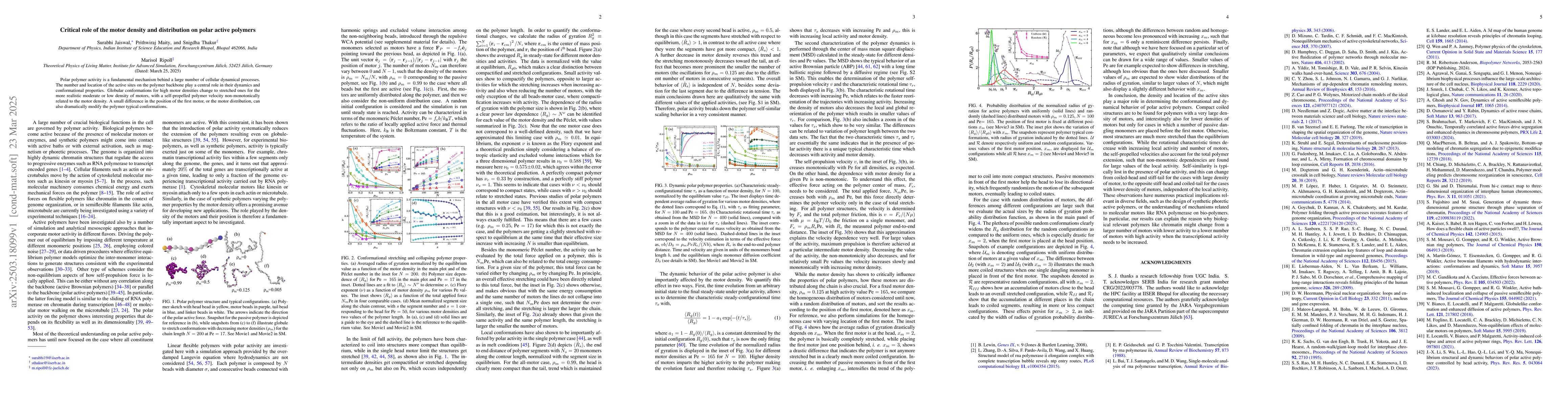 Thumbnail for Critical role of the motor density and distribution on polar active
  polymers