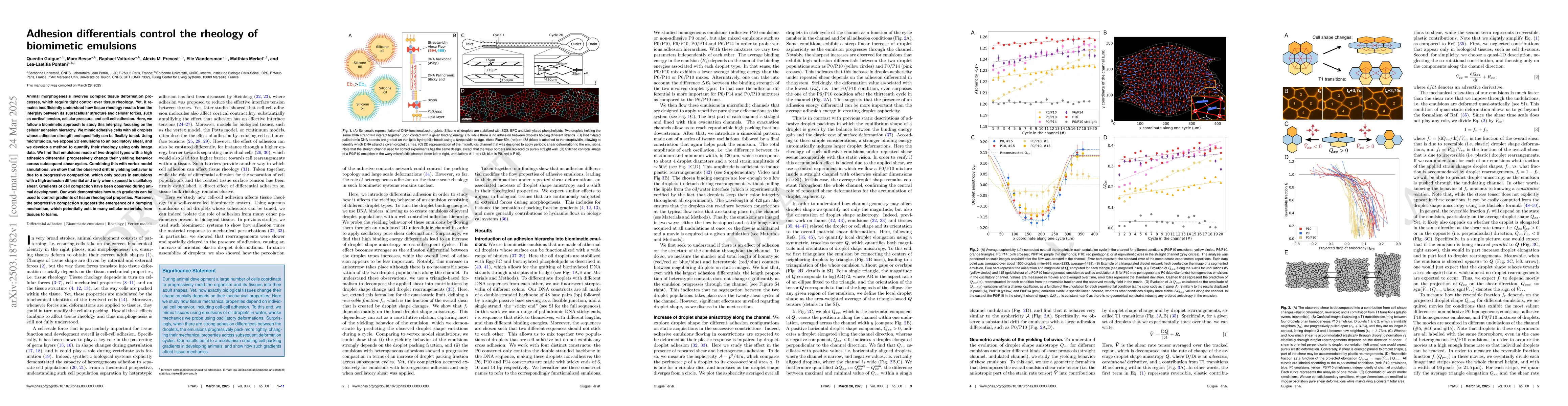 Thumbnail for Adhesion differentials control the rheology of biomimetic emulsions