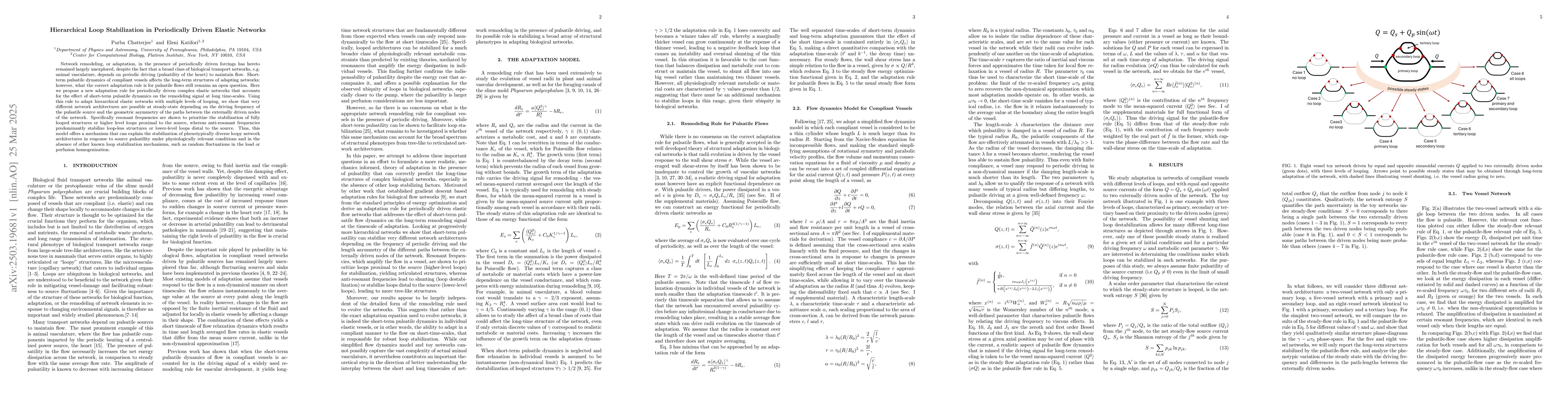 Thumbnail for Hierarchical Loop Stabilization in Periodically Driven Elastic Networks