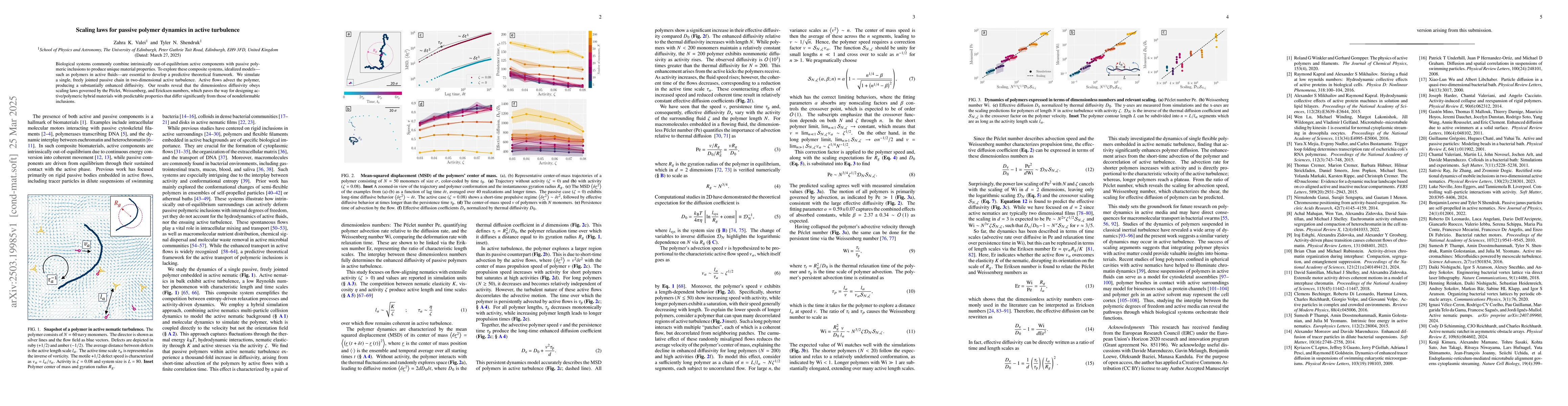 Thumbnail for Scaling laws for passive polymer dynamics in active turbulence