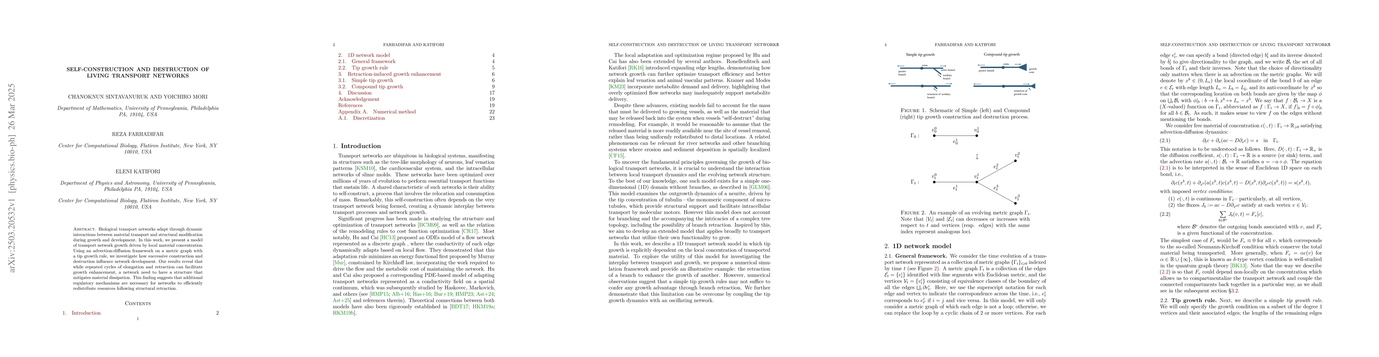 Thumbnail for Self-construction and destruction of living transport networks