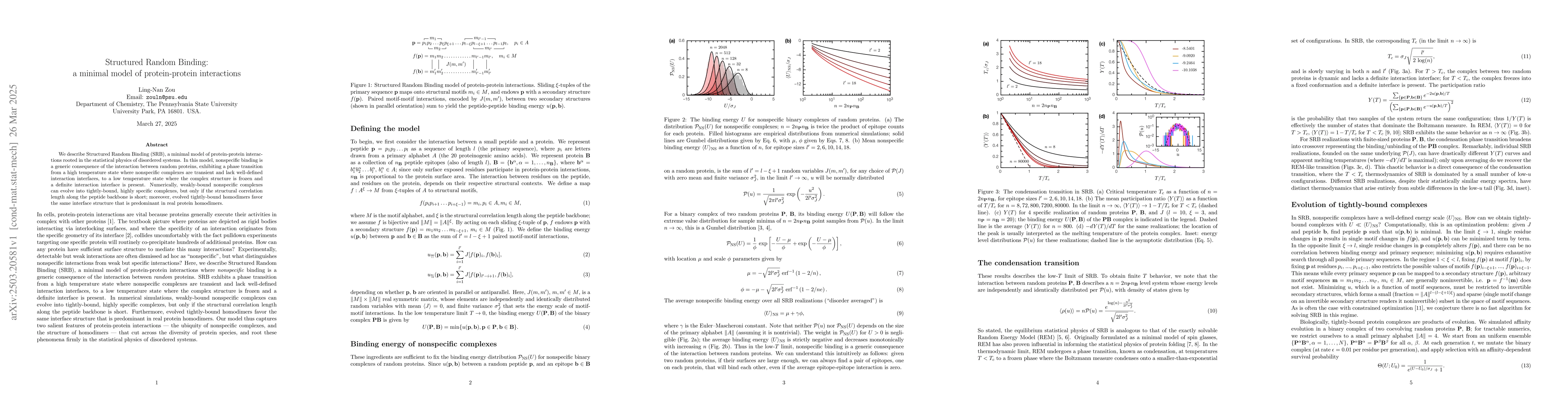 Thumbnail for Structured Random Binding: a minimal model of protein-protein
  interactions