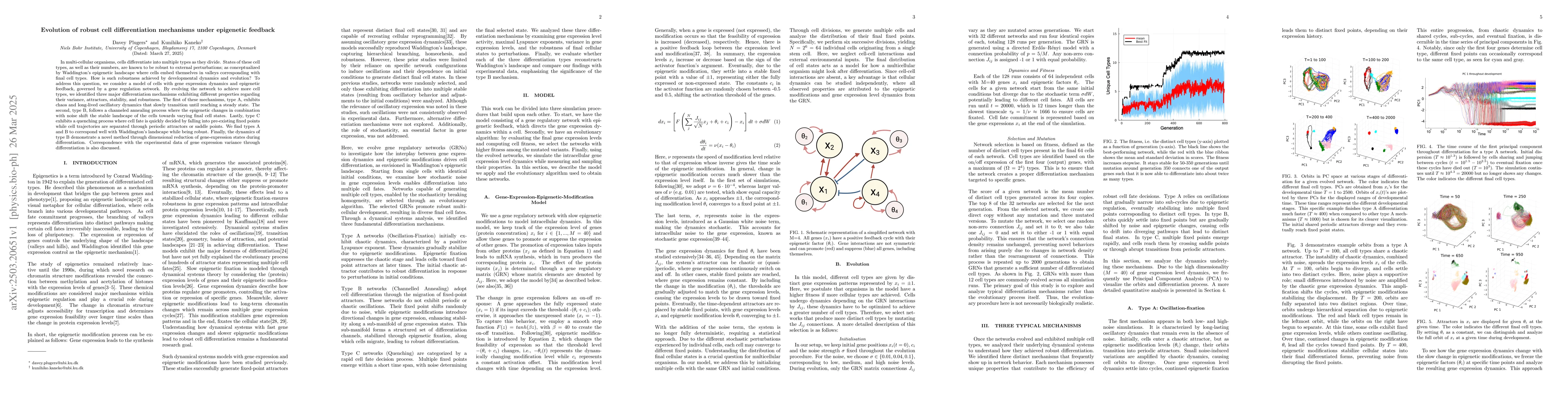 Thumbnail for Evolution of robust cell differentiation mechanisms under epigenetic
  feedback