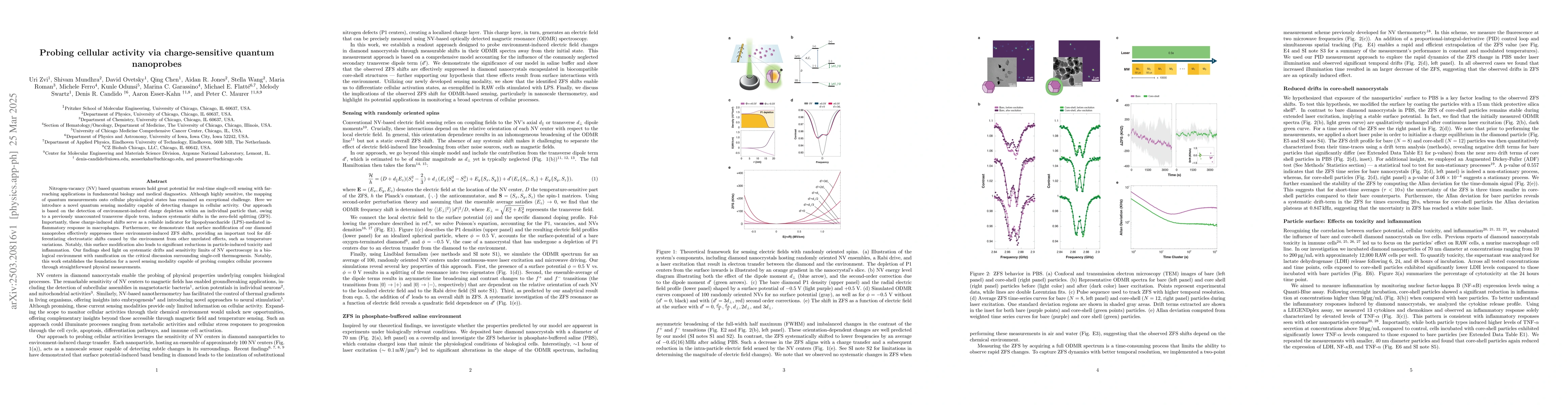 Thumbnail for Probing cellular activity via charge-sensitive quantum nanoprobes