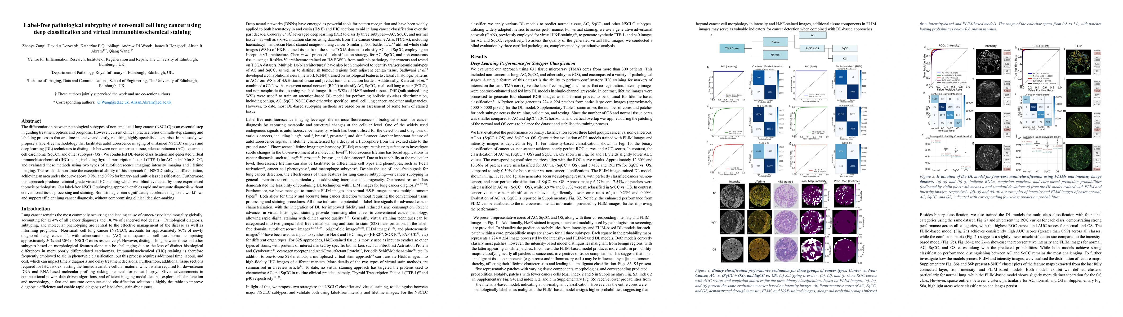 Thumbnail for Label-free pathological subtyping of non-small cell lung cancer using
  deep classification and virtual immunohistochemical staining