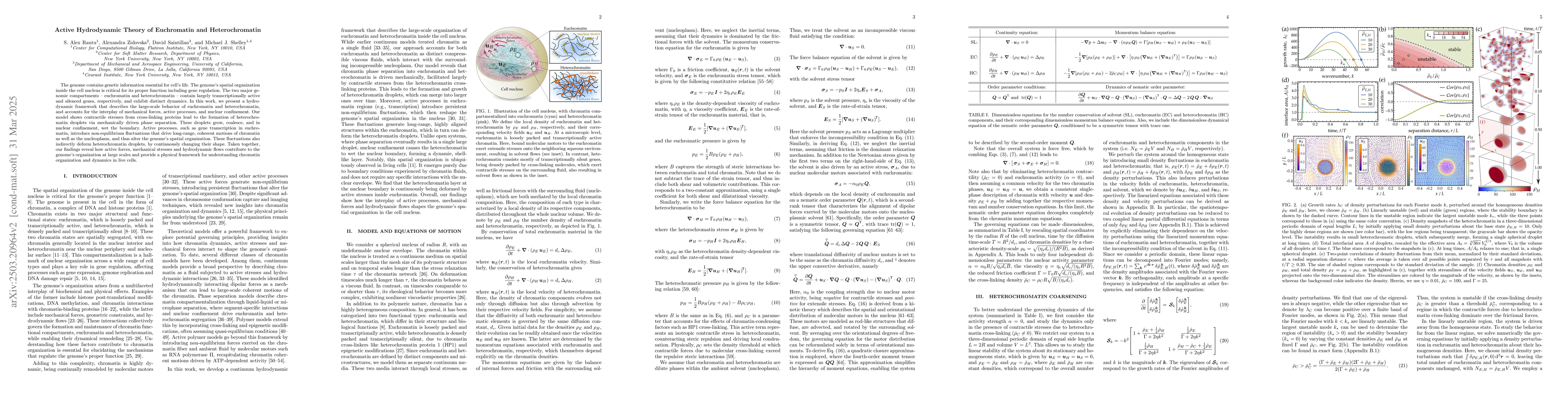 Thumbnail for Active Hydrodynamic Theory of Euchromatin and Heterochromatin