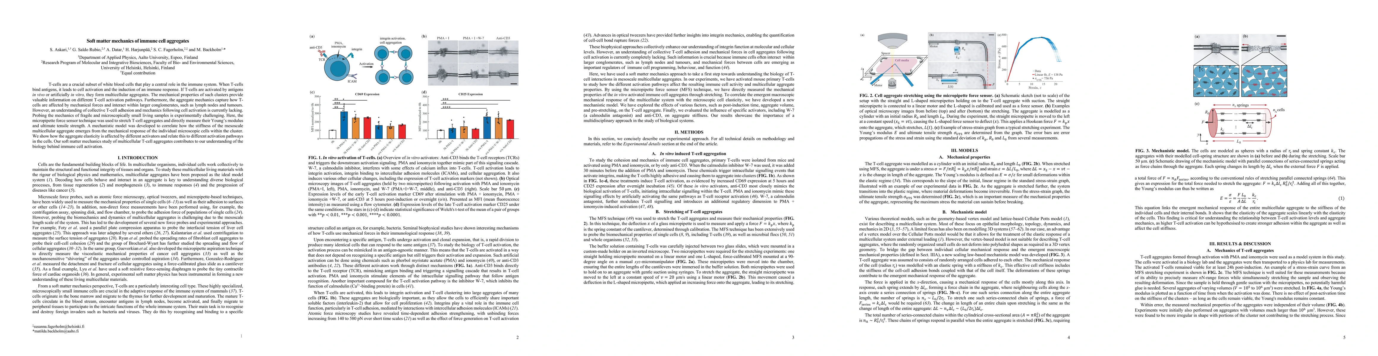 Thumbnail for Soft matter mechanics of immune cell aggregates